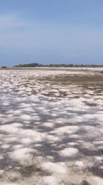 Tanzanya 'nın Zanzibar kıyısındaki okyanusta alçak gelgitin dikey videosu