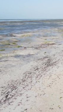 Tanzanya 'nın Zanzibar kıyısındaki okyanusta alçak gelgitin dikey videosu