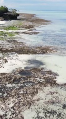 Tanzanya 'nın Zanzibar kıyısındaki okyanusta alçak gelgitin dikey videosu