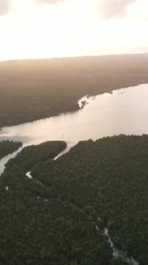 Zanzibar, Tanzanya - okyanus kıyısı yeşil çalılıklarla kaplı, dikey video