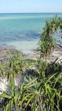 Zanzibar, Tanzanya - okyanus kıyısı yeşil çalılıklarla kaplı, dikey video