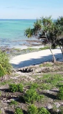 Zanzibar, Tanzanya - okyanus kıyısı yeşil çalılıklarla kaplı, dikey video