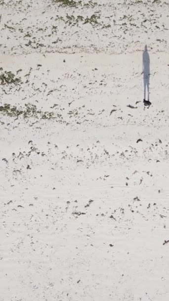 Вертикальное видео люди играют в футбол на пляже в Занзибаре, Танзания — стоковое видео