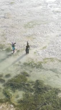 Tanzanya, Zanzibar 'daki bir kıyı manzarasının dikey videosu