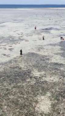 Tanzanya, Zanzibar 'daki bir kıyı manzarasının dikey videosu
