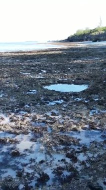 Tanzanya 'nın Zanzibar kıyısındaki okyanusta alçak gelgitin dikey videosu