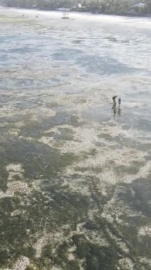 Tanzanya 'nın Zanzibar kıyısındaki okyanusta alçak gelgitin dikey videosu