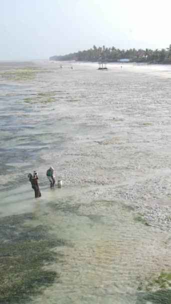 坦桑尼亚桑给巴尔沿海景观的垂直视频 — 图库视频影像