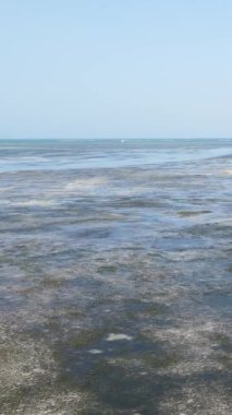 Tanzanya 'nın Zanzibar kıyısındaki okyanusta alçak gelgitin dikey videosu