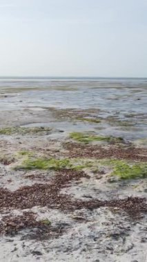 Tanzanya 'nın Zanzibar kıyısındaki okyanusta alçak gelgitin dikey videosu