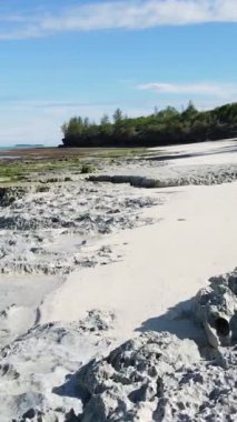 Tanzanya 'nın Zanzibar kıyısındaki okyanusta alçak gelgitin dikey videosu