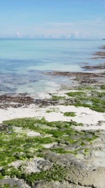 Tanzanya 'nın Zanzibar kıyısındaki okyanusta alçak gelgitin dikey videosu