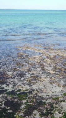 Tanzanya 'nın Zanzibar kıyısındaki okyanusta alçak gelgitin dikey videosu