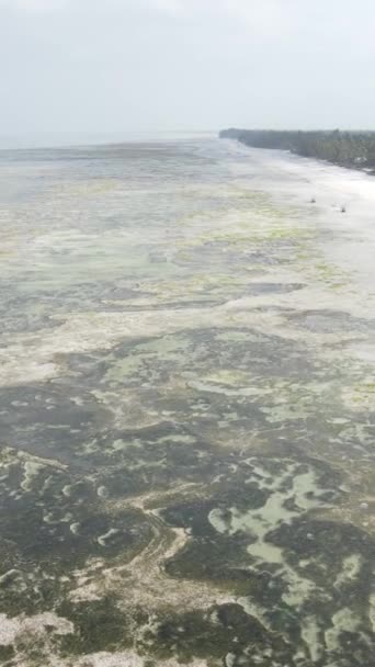Vertical video of low tide in the ocean near the coast of Zanzibar, Tanzania — стокове відео