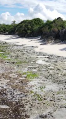 Tanzanya 'nın Zanzibar kıyısındaki okyanusta alçak gelgitin dikey videosu