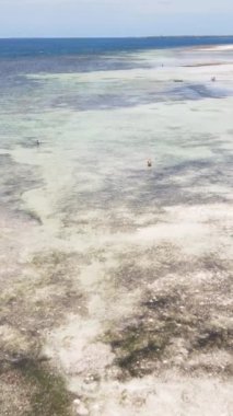 Tanzanya 'nın Zanzibar kıyısındaki okyanusta alçak gelgitin dikey videosu