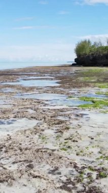 Tanzanya 'nın Zanzibar kıyısındaki okyanusta alçak gelgitin dikey videosu