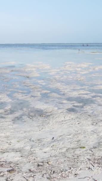 Verticale video van laagwater in de oceaan nabij de kust van Zanzibar, Tanzania — Stockvideo