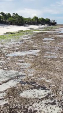 Tanzanya 'nın Zanzibar kıyısındaki okyanusta alçak gelgitin dikey videosu