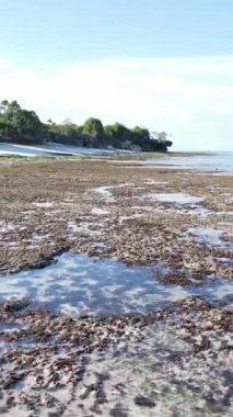 Tanzanya 'nın Zanzibar kıyısındaki okyanusta alçak gelgitin dikey videosu