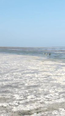 Tanzanya 'nın Zanzibar kıyısındaki okyanusta alçak gelgitin dikey videosu