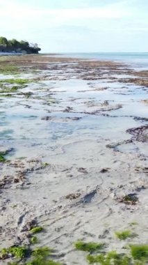 Tanzanya 'nın Zanzibar kıyısındaki okyanusta alçak gelgitin dikey videosu