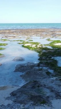 Tanzanya 'nın Zanzibar kıyısındaki okyanusta alçak gelgitin dikey videosu