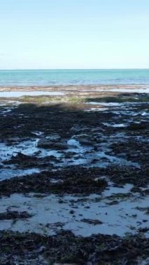 Tanzanya 'nın Zanzibar kıyısındaki okyanusta alçak gelgitin dikey videosu