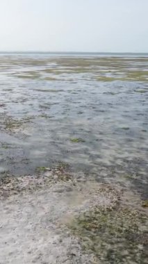 Tanzanya 'nın Zanzibar kıyısındaki okyanusta alçak gelgitin dikey videosu