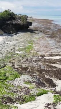 Tanzanya 'nın Zanzibar kıyısındaki okyanusta alçak gelgitin dikey videosu