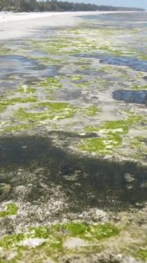 Tanzanya 'nın Zanzibar kıyısındaki okyanusta alçak gelgitin dikey videosu