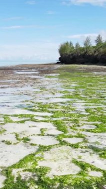 Tanzanya 'nın Zanzibar kıyısındaki okyanusta alçak gelgitin dikey videosu