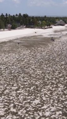 Tanzanya 'nın Zanzibar kıyısındaki okyanusta alçak gelgitin dikey videosu