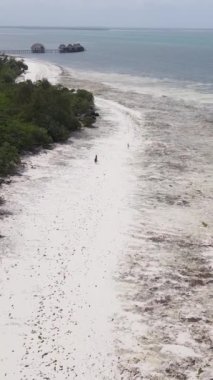 Tanzanya 'nın Zanzibar kıyısındaki okyanusta alçak gelgitin dikey videosu