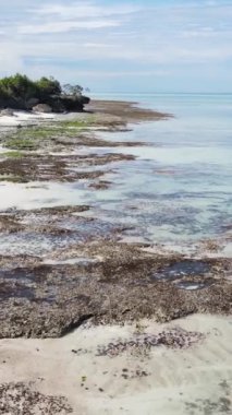 Tanzanya 'nın Zanzibar kıyısındaki okyanusta alçak gelgitin dikey videosu