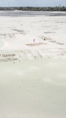Tanzanya 'nın Zanzibar kıyısındaki okyanusta alçak gelgitin dikey videosu