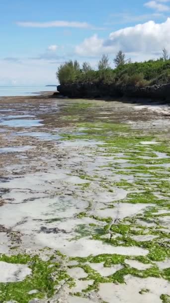 Vertical video of low tide in the ocean near the coast of Zanzibar, Tanzania — стокове відео