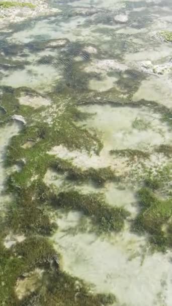 Vídeo vertical da maré baixa no oceano perto da costa de Zanzibar, na Tanzânia — Vídeo de Stock