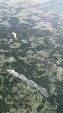 Tanzanya 'nın Zanzibar kıyısında dikey video uçurtması