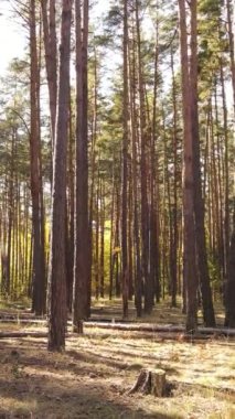 Gündüz dikey sonbahar ormanı