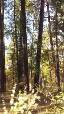 Gündüz dikey sonbahar ormanı