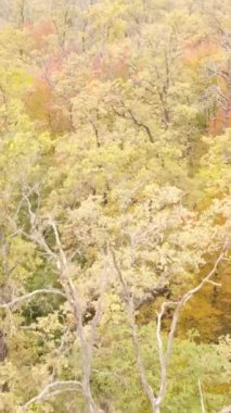 Sonbahar ormanında öğleden sonra dikey video ağaçları