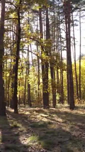 Verticale video herfst bos per dag — Stockvideo