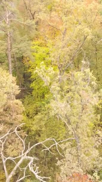 Video vertikal musim gugur hutan demi hari — Stok Video