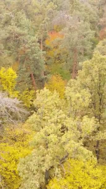 Video verticale foresta autunnale di giorno — Video Stock