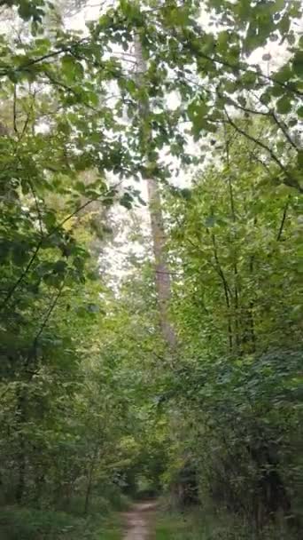 Sonbahar ormanında öğleden sonra dikey video ağaçları — Stok video