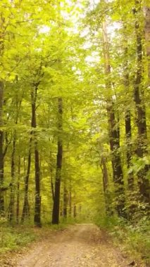 Sonbahar ormanında öğleden sonra dikey video ağaçları