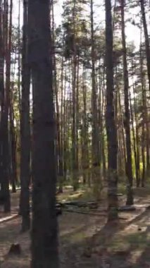 Sonbahar ormanında öğleden sonra dikey video ağaçları