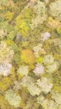 Sonbahar ormanında öğleden sonra dikey video ağaçları