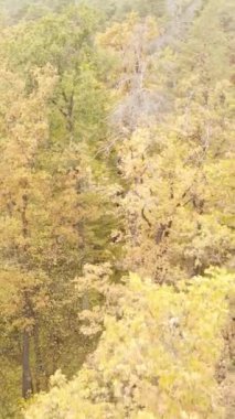 Sonbahar ormanında öğleden sonra dikey video ağaçları